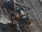 Thumbnail 367174 B