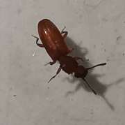 Thumbnail 367184 B