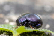 Thumbnail 367247 A