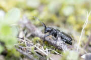 Thumbnail 367302 A