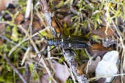 Thumbnail 367302 B