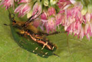 Thumbnail 367307 A