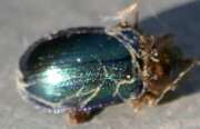 Thumbnail 367312 B