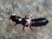 Thumbnail 367314 A
