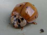 Thumbnail 367330 A