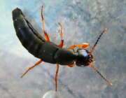 Thumbnail 367359 A