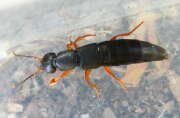 Thumbnail 367359 B