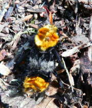 Thumbnail 367362 B