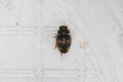 Thumbnail 367364 A