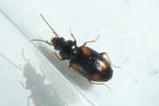 Thumbnail 367377 A
