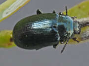 Thumbnail 367406 A