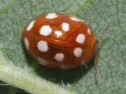 Thumbnail 367410 A