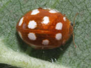 Thumbnail 367410 B
