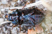 Thumbnail 367461 B