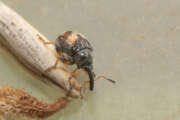 Thumbnail 367476 B