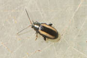 Thumbnail 367481 A