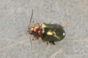 Thumbnail 367482 A