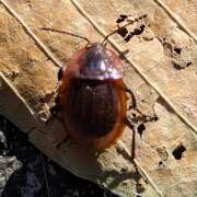 Thumbnail 367490 B