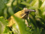 Thumbnail 367548 B
