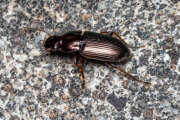 Thumbnail 367559 B