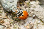 Thumbnail 367575 A