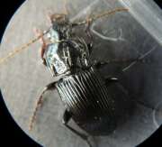 Thumbnail 367701 B