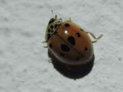 Thumbnail 367704 A