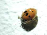 Thumbnail 367704 B