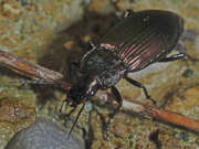 Thumbnail 367709 B