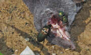 Thumbnail 367710 A
