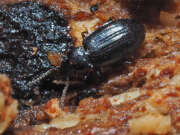 Thumbnail 367711 B