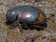 Thumbnail 367803 A