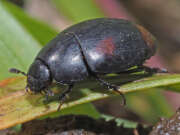 Thumbnail 367803 B