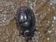 Thumbnail 367804 A