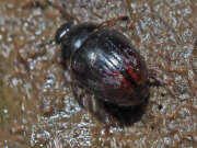 Thumbnail 367804 B