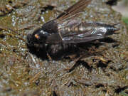 Thumbnail 367805 A