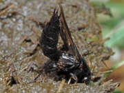 Thumbnail 367805 B