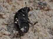 Thumbnail 367806 A