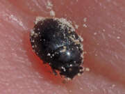 Thumbnail 367806 B