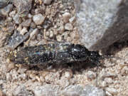 Thumbnail 367807 B