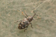 Thumbnail 367820 A