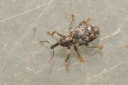 Thumbnail 367820 B