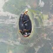 Thumbnail 367835 B