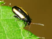 Thumbnail 367840 B