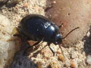 Thumbnail 367841 B