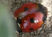 Thumbnail 367870 A