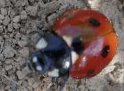 Thumbnail 367870 B