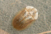 Thumbnail 367874 A