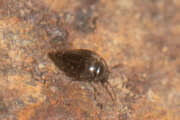 Thumbnail 367876 B