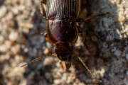 Thumbnail 367928 B